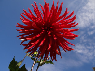 Картинка цветы георгины георгина красный цветок небо