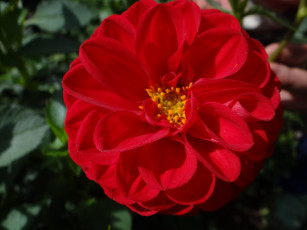 Картинка цветы георгины георгина красный макро цветок