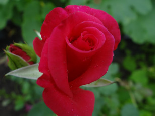 Картинка цветы розы роза цветок роса красная