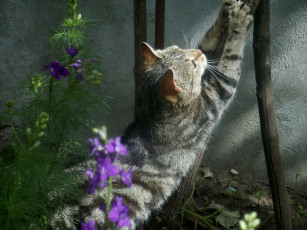 Картинка животные коты цветы кот киса