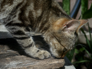 Картинка животные коты кот коте киса фон кошка ушки