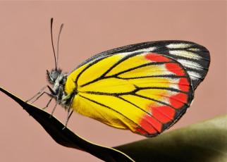 Картинка животные бабочки +мотыльки +моли бабочка макро узор itchydogimages крылья усики