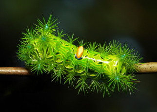 Картинка животные гусеницы лист itchydogimages гусеница макро