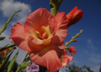 Картинка цветы гладиолусы гладиолус оранжевый
