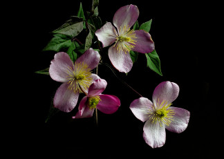 Картинка цветы клематис+ ломонос цветок лепестки