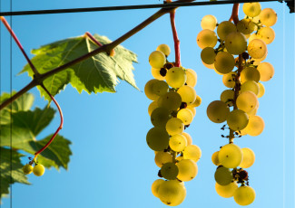 Картинка природа Ягоды +виноград небо листья виноград ягоды