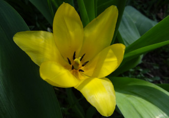 Картинка цветы тюльпаны жёлтый цветок тюльпан