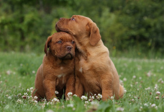 Картинка бордоский+дог животные собаки собака бордоский дог щенки