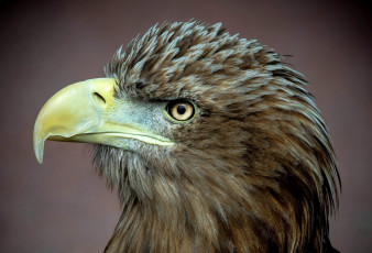 Картинка животные птицы+-+хищники птица хищник белоклювый орел профиль