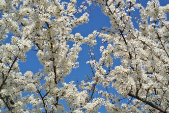 Картинка цветы цветущие+деревья+ +кустарники дерево алыча сад весна небо