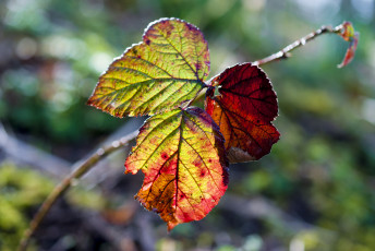 Картинка природа листья осень лист макро