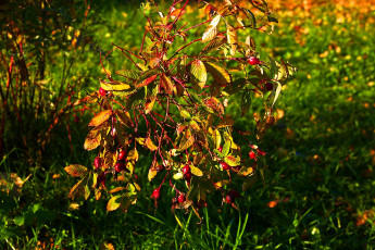Картинка природа Ягоды листья ягоды шиповник куст