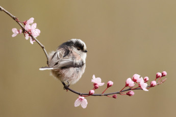 Картинка животные птицы вишня ветка цветы синица длиннохвостая птица весна