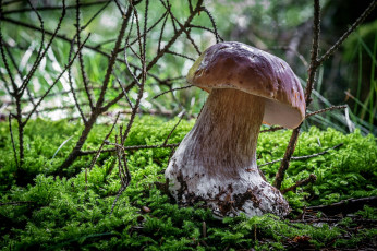 Картинка природа грибы боровик мох лес