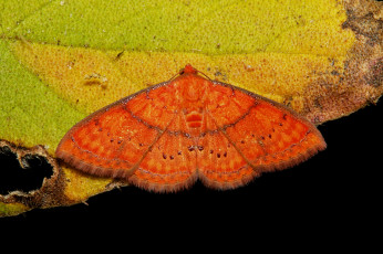 Картинка животные бабочки +мотыльки +моли макро мотылёк насекомое itchydogimages
