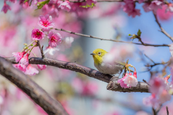 Картинка животные белоглазки птица белоглазка ветки цветы сакура