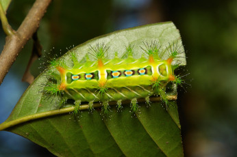 Картинка животные гусеницы гусеница лист макро itchydogimages