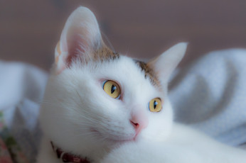 Картинка животные коты кот киса портрет белый взгляд