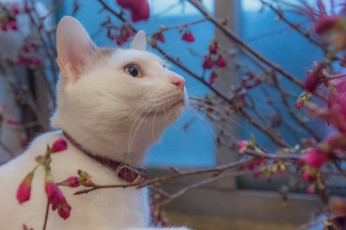 Картинка животные коты ошейник цветы взгляд ветки коте киса