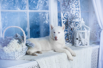Картинка животные собаки хаски собака белая