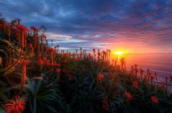 Картинка природа восходы закаты закат море цветы