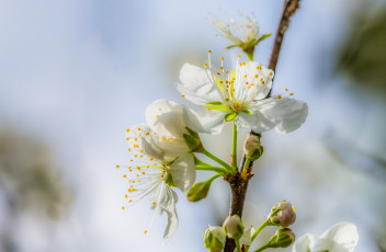 Картинка цветы сакура +вишня нежность белые макро