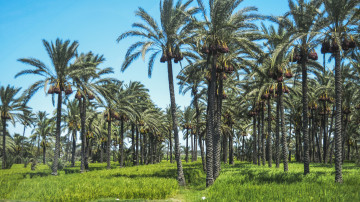 Картинка природа тропики пальмы