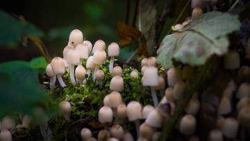 Картинка природа грибы поганки макро