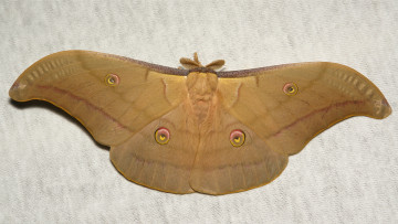 Картинка животные бабочки +мотыльки +моли itchydogimages узор усики крылья моль макро вязанное полотно