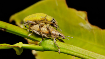Картинка животные насекомые жуки макро itchydogimages лист