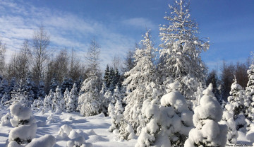 Картинка природа зима сугробы снег лес