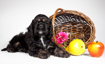 Картинка животные собаки кокер-спаниель щенок корзина фрукты