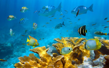 Картинка красивый+риф животные рыбы красивый риф