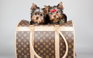 Картинка животные собаки бантик щенки терьеры луи вуитон сумка