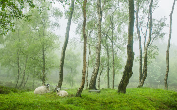 обоя животные, овцы,  бараны, stanton, moor, peak, district, uk, весна, англия, деревня, зелень, деревья, овечки, туман