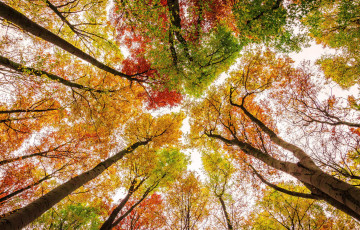 Картинка природа деревья осень небо краски листья