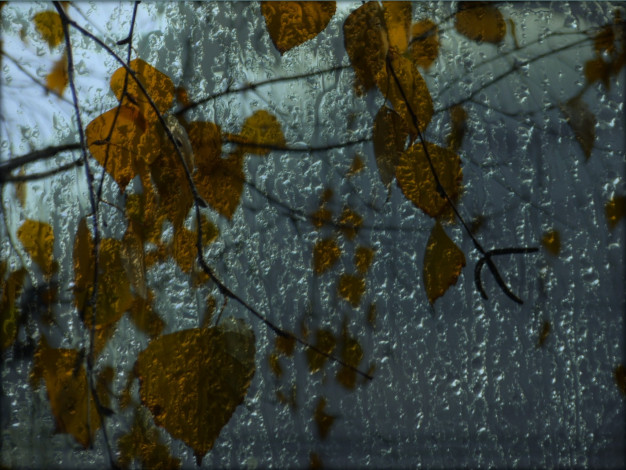 Обои картинки фото разное, капли,  брызги,  всплески, стекло, листья, осень, макро