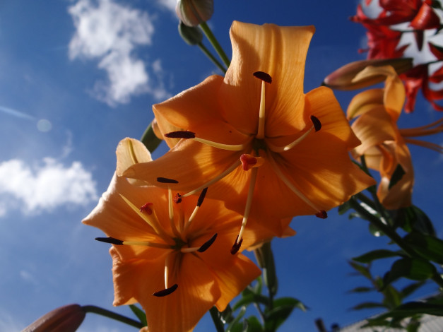 Обои картинки фото цветы, лилии,  лилейники, небо, оранжевые