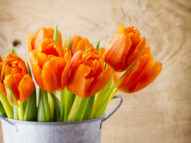Обои картинки фото цветы, тюльпаны, крупным, планом, оранжевые, листья