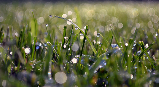 Обои картинки фото природа, макро, луг, трава, утро, боке, капли, роса
