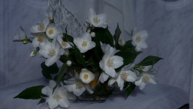 Обои картинки фото цветы, жасмин, букет, белые