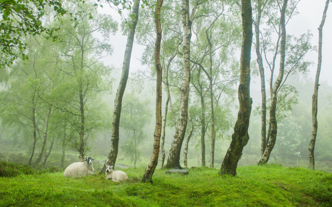 Обои картинки фото животные, овцы,  бараны, stanton, moor, peak, district, uk, весна, англия, деревня, зелень, деревья, овечки, туман