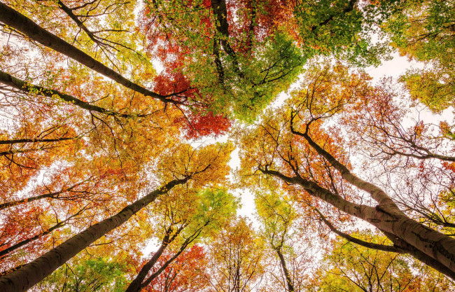 Обои картинки фото природа, деревья, осень, небо, краски, листья