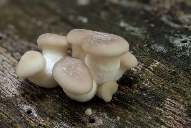 Обои картинки фото природа, грибы, макро, кора, пень