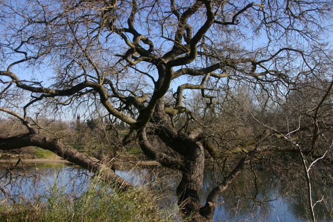 Обои картинки фото природа, реки, озера, ствол, ветки, корявое, дерево, река