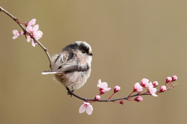 Обои картинки фото животные, птицы, вишня, ветка, цветы, синица, длиннохвостая, птица, весна