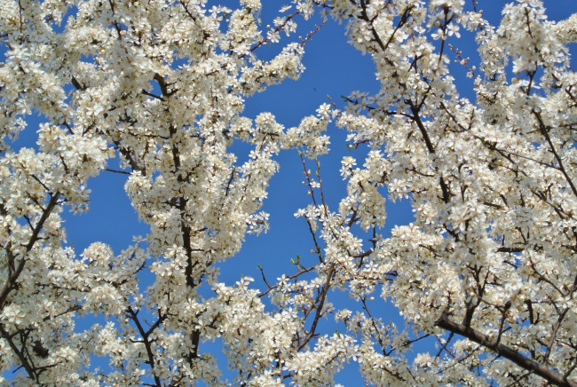 Обои картинки фото цветы, цветущие деревья ,  кустарники, дерево, алыча, сад, весна, небо