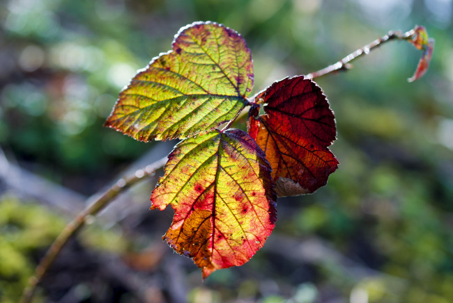 Обои картинки фото природа, листья, осень, лист, макро