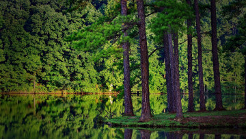 Картинка природа реки озера озеро деревья вода лес