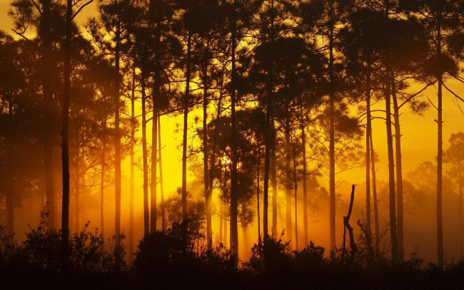 Обои картинки фото природа, лес, свет, деревья, туман, солнце